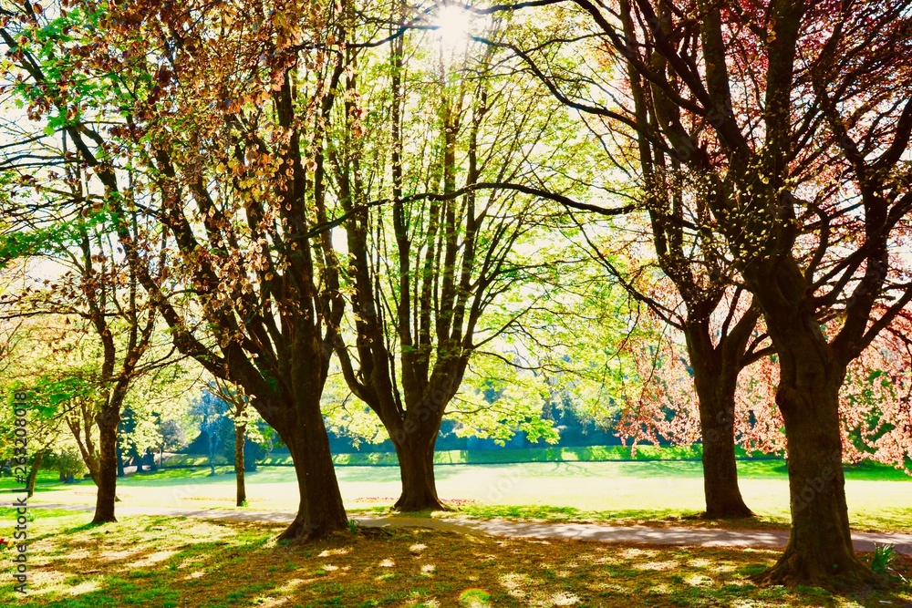 Naklejka premium Y Betws Park, Ammanford