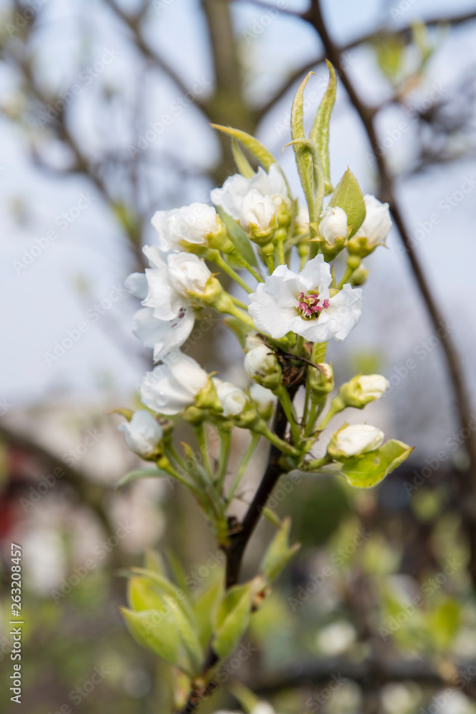 White flower from pear tree on tree. White flower from pear tree on tree.