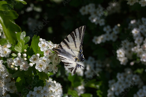 Black and white stripes Moth - Lymantria Rheumaptera - Black Arches moth