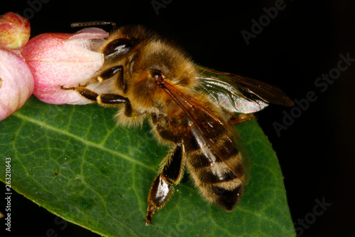 A Honeybee on a blossom of the snow-berry (Syphoricarpos albus var. laevigatus) photo