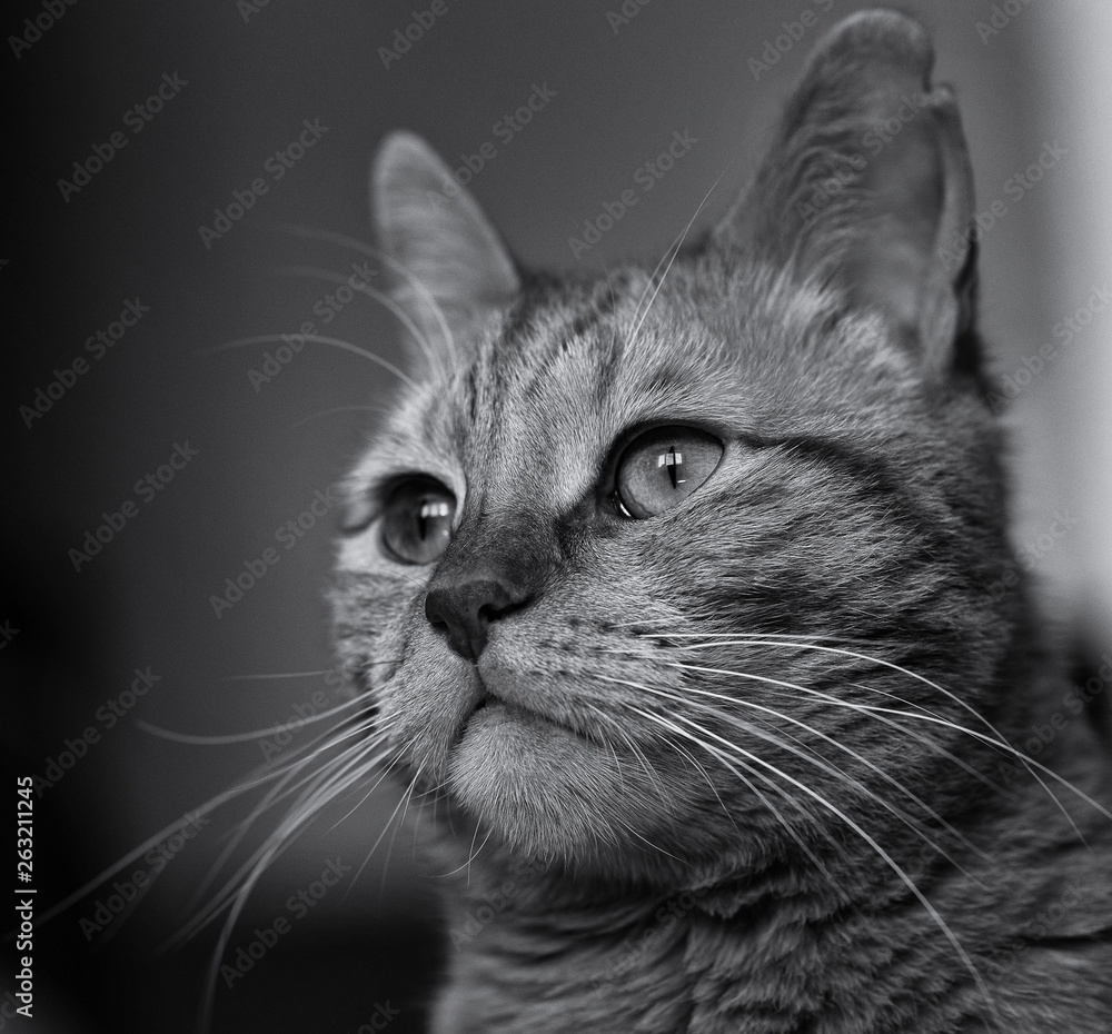 muzzle of a cat close up. Red cat. black and white image muzzle of a cat close up. Red cat. black and white image