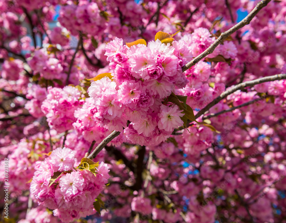 Pink Japanese cherry-tree blossom. Sakura