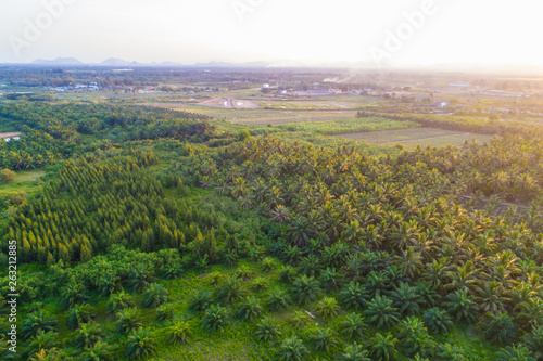 Green plantation field of oil palm aerial view