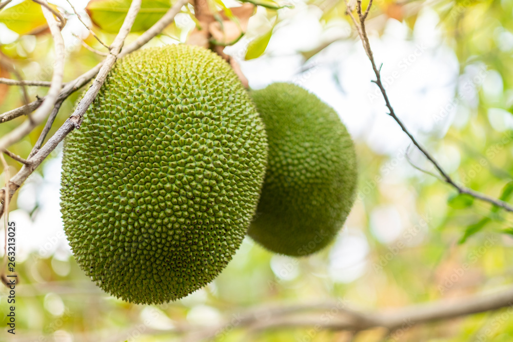 Jack-fruit on jack-fruit tree with blurred background. Jack-fruit on jack-fruit tree with blurred background.