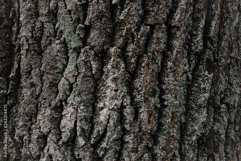 Huge oak bark as background, close up Huge oak bark as background, close up