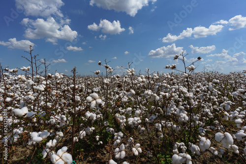 Cotton Field near Clarksdale, Missisippi photo