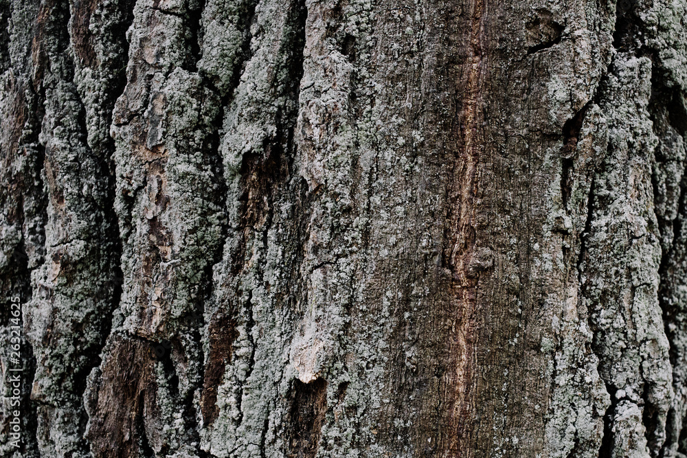 Fototapeta premium Huge oak bark as background, close up