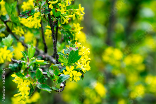 flowering black currant bushes in spring, small yellow flowers against a background of green foliage