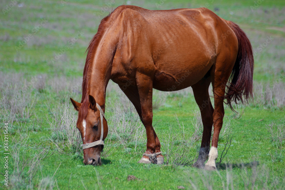 Race horses and riders on them. Race horses and riders on them.