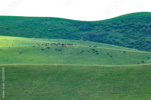 Green meadows and pasture.