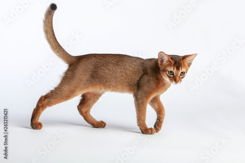 Abyssinian cat named Jam  3 months.