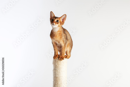 Abyssinian cat named Jam, 3 months. photo