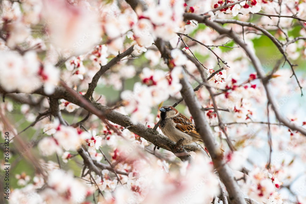 Sparrow apricot branch spring nature close up Sparrow apricot branch spring nature close up