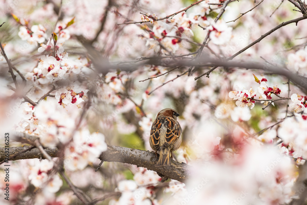 Sparrow apricot branch spring nature close up Sparrow apricot branch spring nature close up