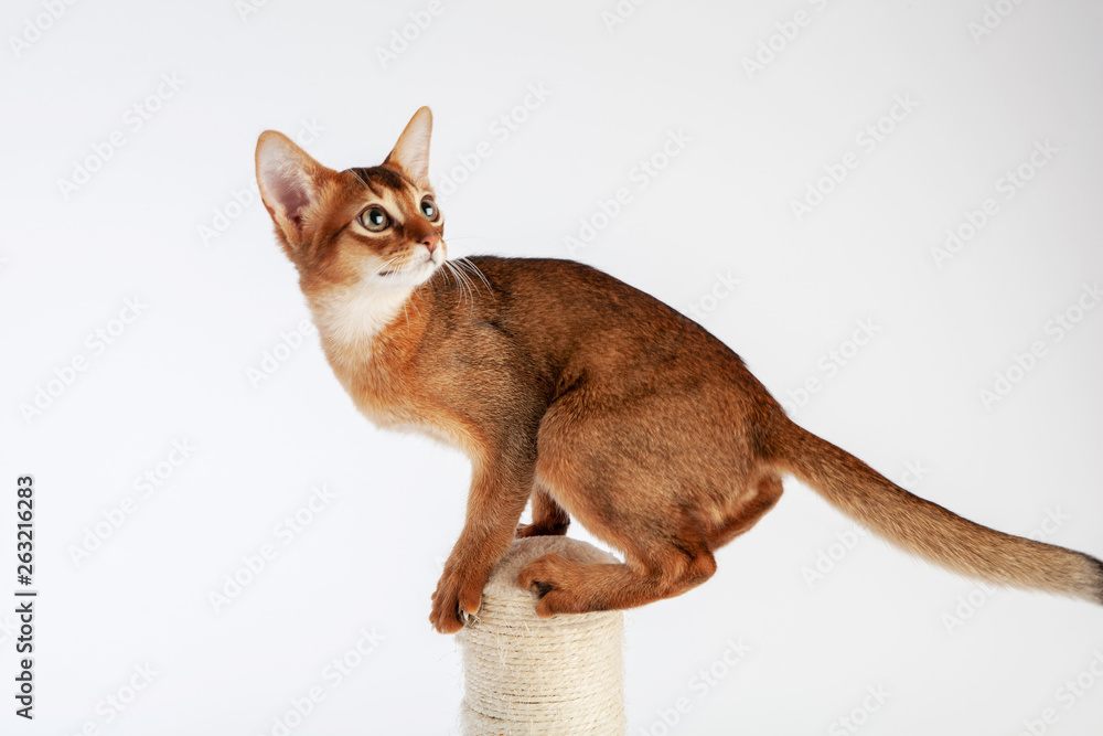 Abyssinian cat named Jam, 3 months. Stock-foto | Stock