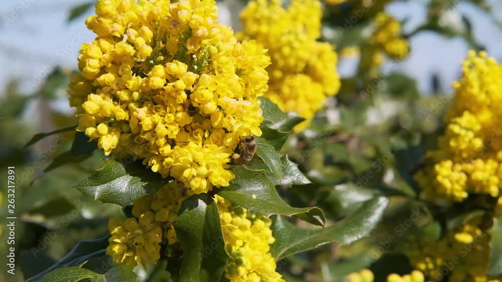 bees pollinate yellow bushes flowers on a sunny day slow motion