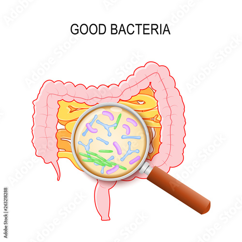 Human small intestine, colon and magnifying glass. Close-up of good bacteria