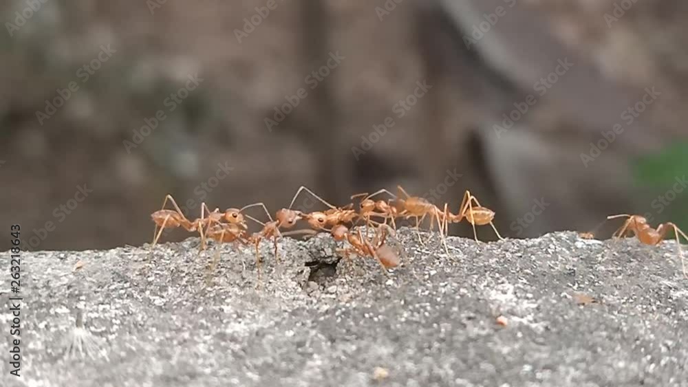 Red ants climb on the branches to find food.7 Red ants climb on the branches to find food.7