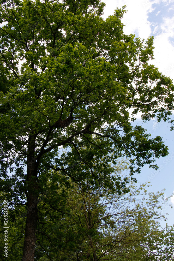 Swarm of bees on an oak branch