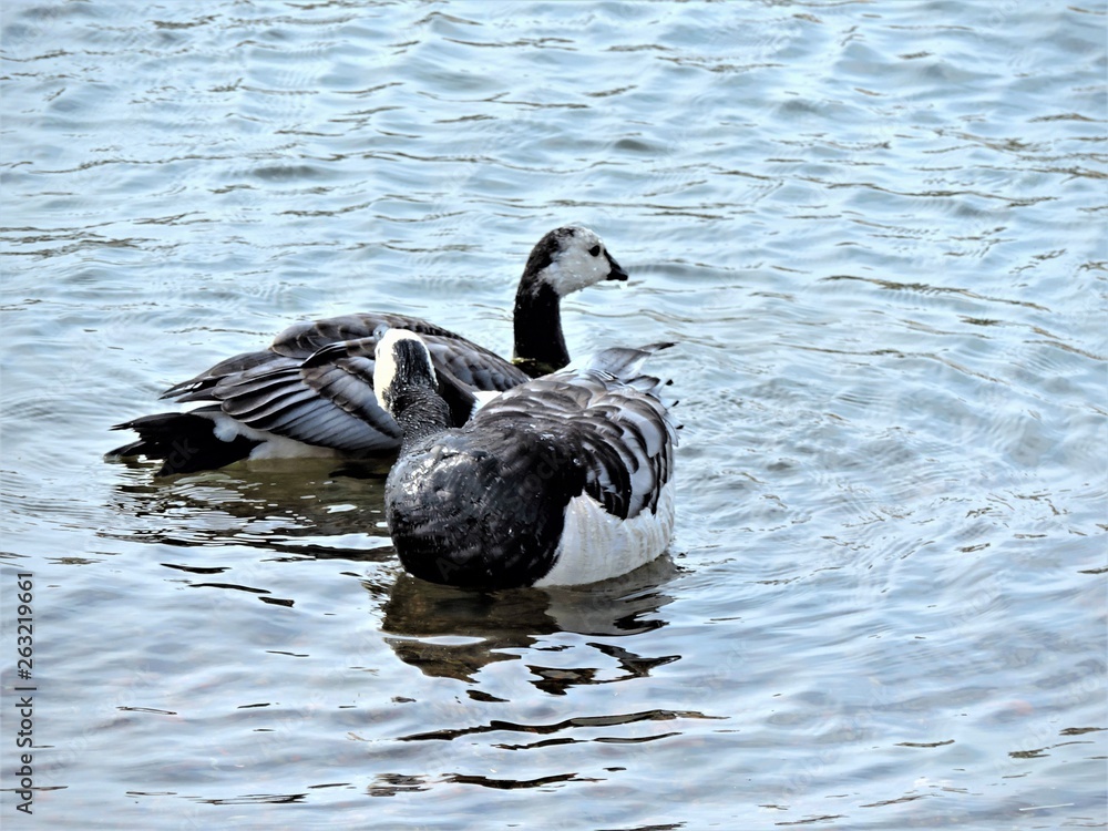 Obraz premium canada goose in the water