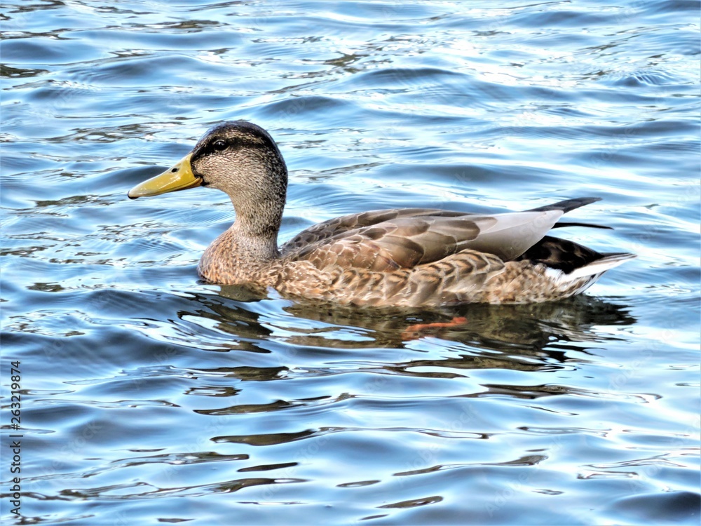 duck in the water duck in the water