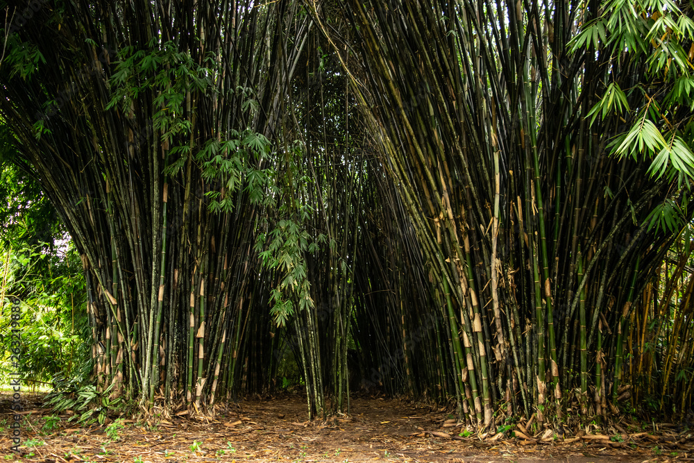 Obraz premium Green Bamboo