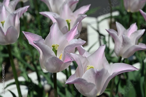 spring flower tsurumi park photo