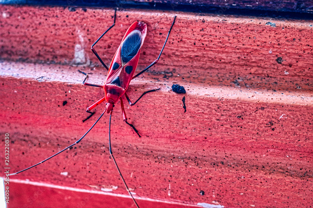 Dieses einzigartige Foto zeigt den roten Käfer Kapok Nigricornis Probergrothius. Dieses Insekt