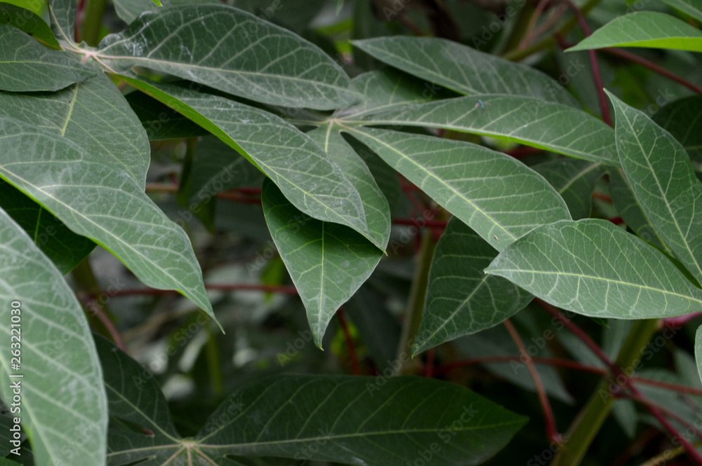 the shape and texture of tropical green plants the shape and texture of tropical green plants