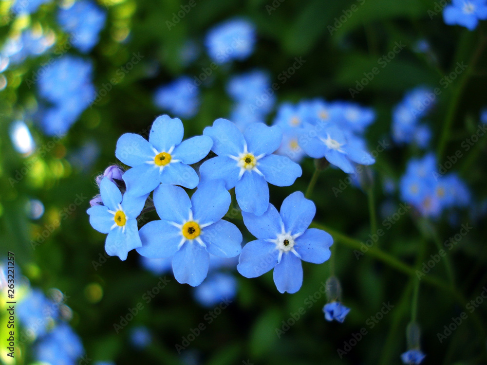 blue flower blue flower