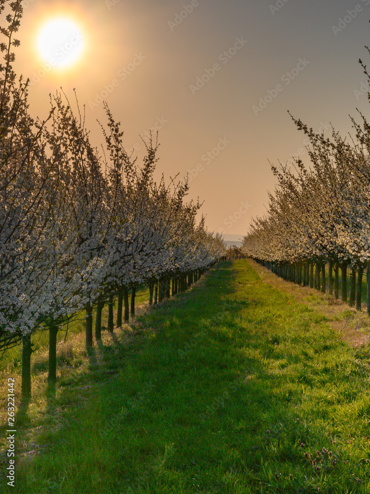 Obraz premium Almond trees blooming in orchard against blue, Spring sky.