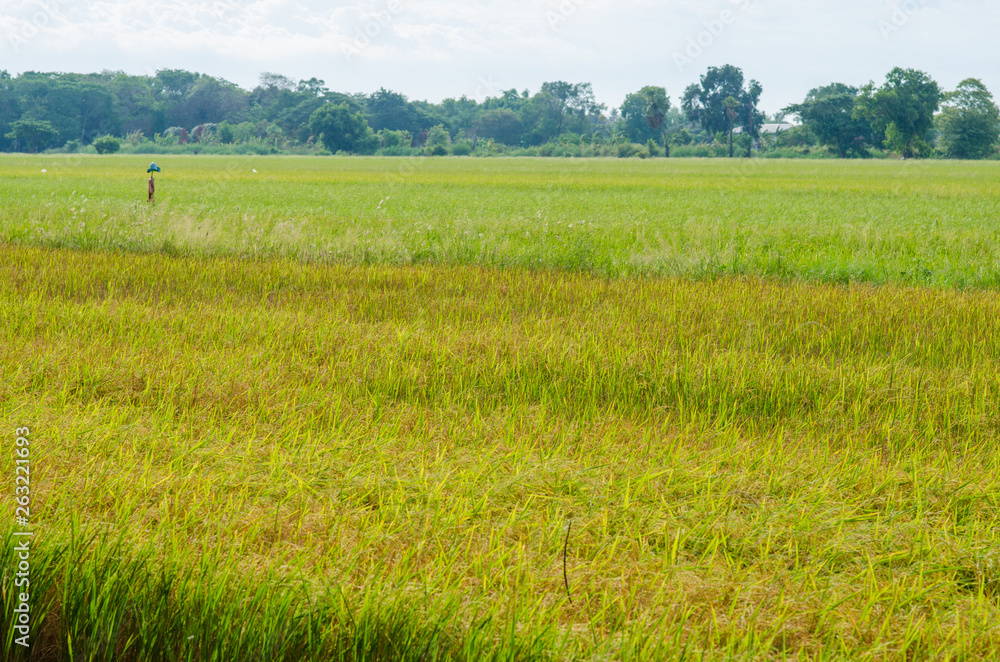 Paddy rice plantation field