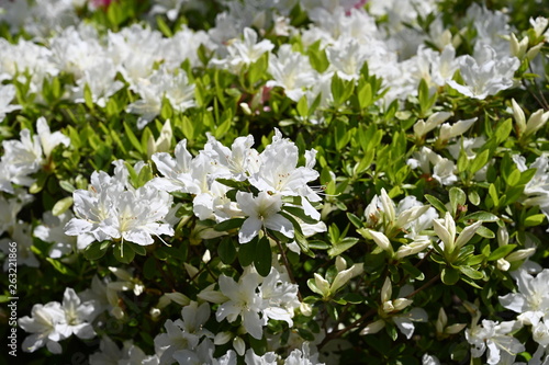 spring flower tsurumi park photo