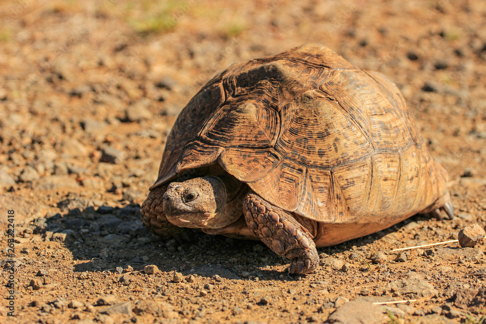 Fototapeta premium Leopard tortoise called also mountain tortoise