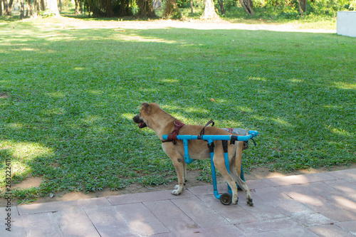 Wallpaper Mural the standing  disabled dog with support equipment Torontodigital.ca