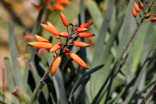 Картината върху платно Florida flame flowering tropical vine live plant prolific bright orange spring b