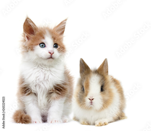 Baby Rabbit And Kitten