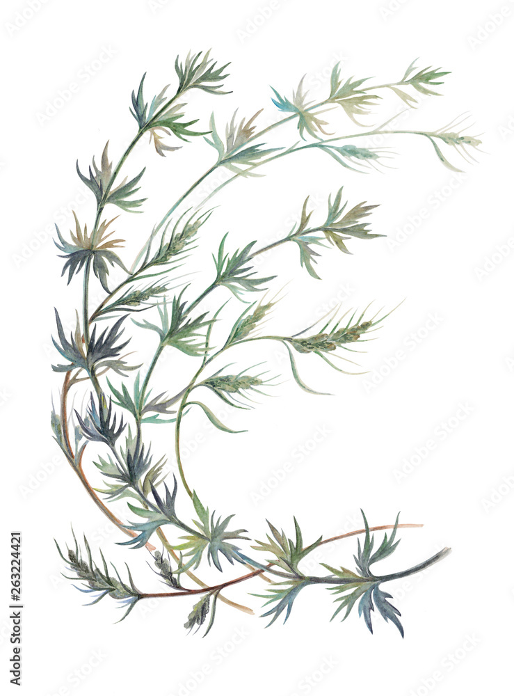 Watercolor branches of wormwood isolated on the white background.