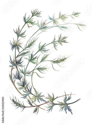 Watercolor branches of wormwood isolated on the white background.