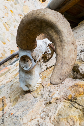  Schädel, skelett einer Ziege, mit großen, gebogenen Hörner, hängt an einer Mauer