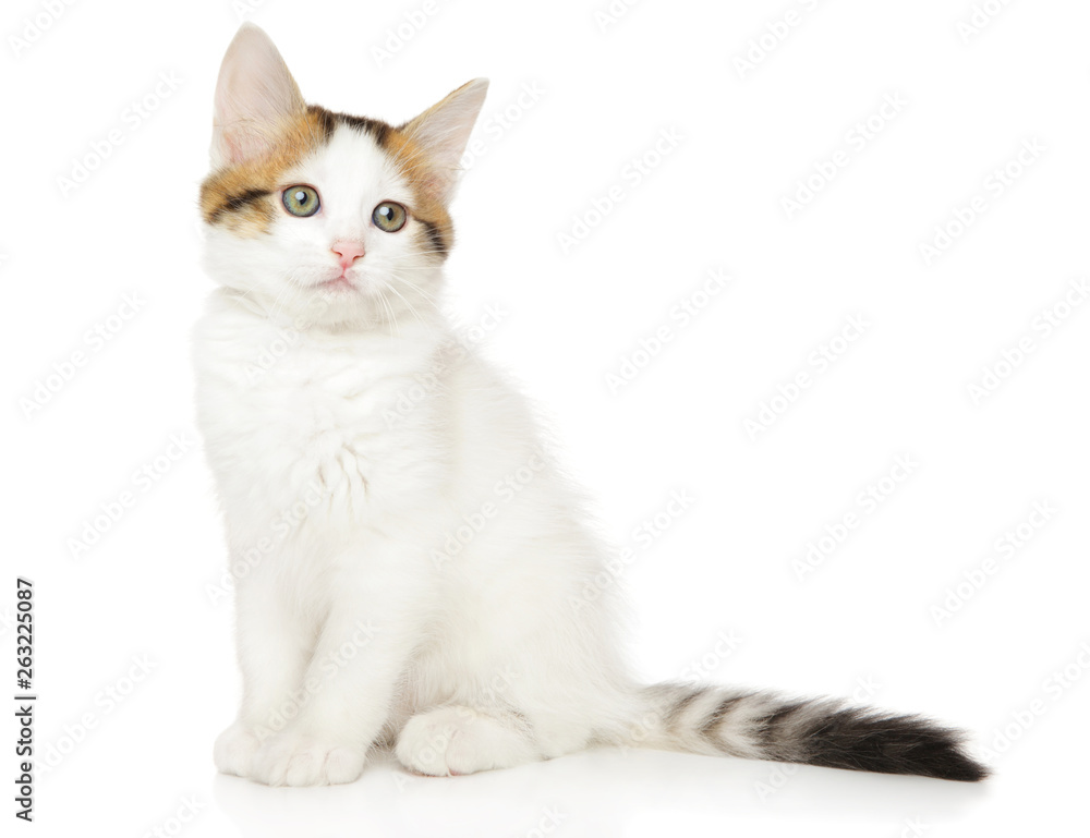 Obraz premium Turkish angora kitten sits on white background