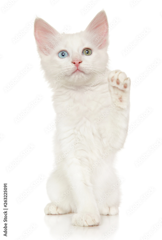 Turkish Angora kitten with raised paw