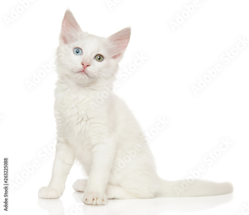 Turkish angora kitten on white background