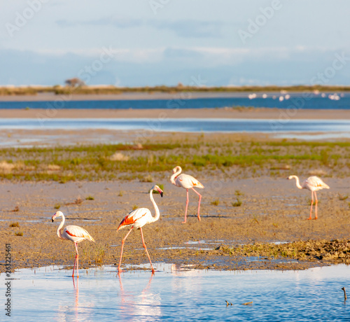 flamingos, Camargue, Provence, France