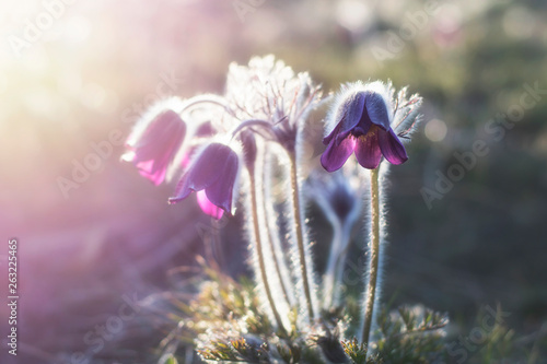 The rare plant pasque-flowers  Pulsatilla nigricans  blossoms in the steppe  nature reserve  Buzkiy s Gard National Nature Park   Ukraine. Photo in the backlight.