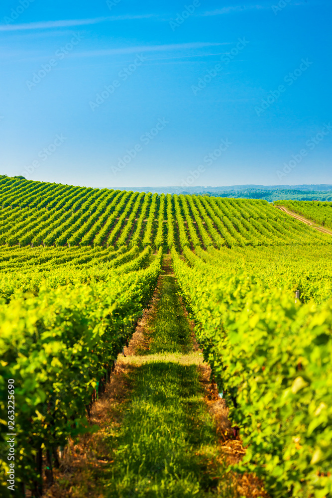 wineyard near Villany, Hungary