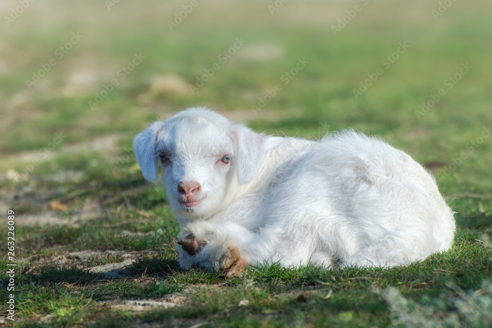 White nice little goatling lies on the spring lawn. White nice little goatling lies on the spring lawn.