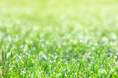 The green field is covered with dew drops in sunlight. Background contains many bokeh.