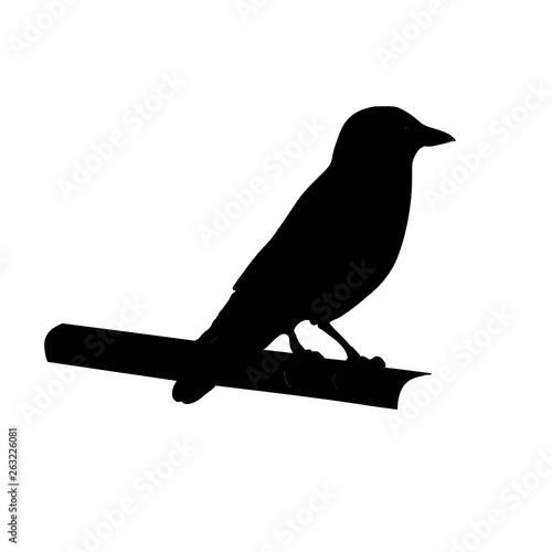 Bird sitting on a branch, vector background
