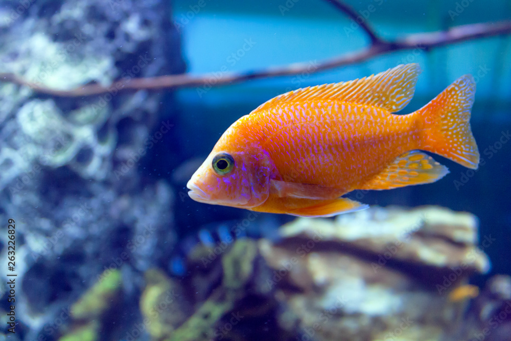 Tilapia Coptodon fish in clear water close up on a blue background Tilapia Coptodon fish in clear water close up on a blue background